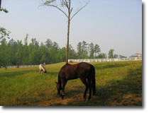Horses in the new paddock